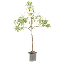 Pyrus c. 'Conference' - afbeelding 3