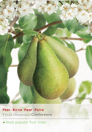 Pyrus c. 'Conference' - afbeelding 1