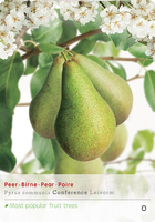 Pyrus c. 'Conference' - afbeelding 1