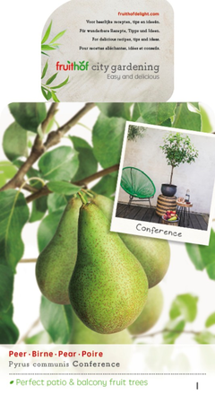 Pyrus c. 'Conference' - afbeelding 1