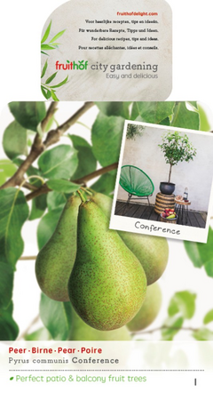 Pyrus c. 'Conference' - afbeelding 1