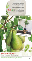 Pyrus c. 'Conference'