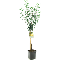 Pyrus comm. Clapps Favourite p24 - afbeelding 2