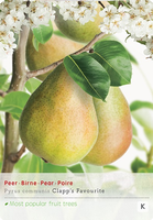 Pyrus comm. Clapps Favourite p24