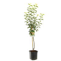 Pyrus comm. Doyenne du c. p24 - afbeelding 2