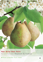 Pyrus comm. Doyenne du c. p24
