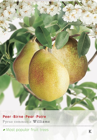 Pyrus comm. Williamsstruik p24