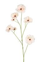 Ranonkel butterflystl l105cm beige