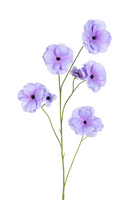 Ranonkel butterflystl l105cm lila