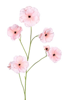 Ranonkel butterflystl l105cm roze