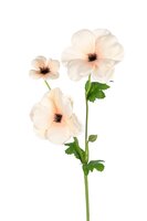 Ranonkel butterflystl l60cm beige