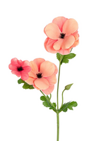 Ranonkel butterflystl l60cm koraal