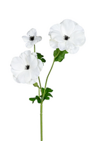 Ranonkel butterflystl l60cm wit