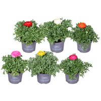 Ranonkel gemengd Pot 10cm. Per stuk