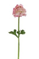 Ranonkel steel l45cm roze/creme