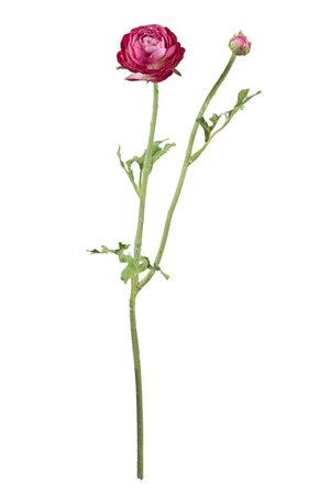 Ranonkelsteel l35cm cerise