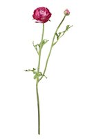 Ranonkelsteel l35cm cerise