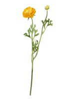 Ranonkelsteel l35cm geel