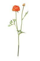 Ranonkelsteel l35cm oranje