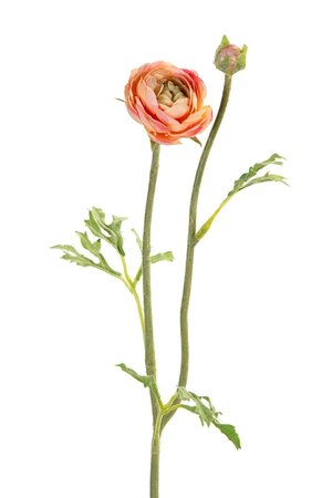 Ranonkelsteel l35cm zalm