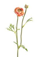 Ranonkelsteel l35cm zalm