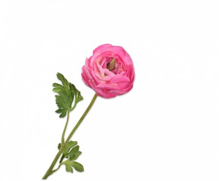Ranonkelsteel l46cm roze/beauty