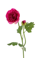 Ranonkelsteel l53cm cerise