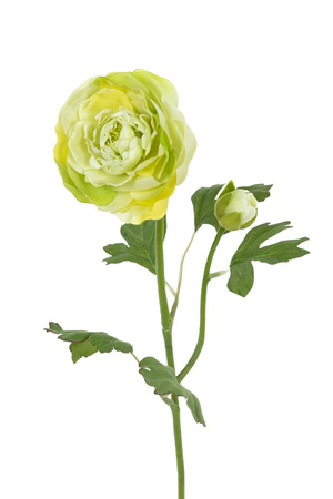 Ranonkelsteel l53cm groen