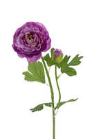 Ranonkelsteel l53cm paars