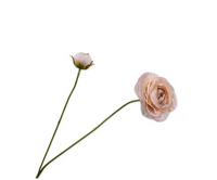 Ranonkelsteel l63cm lichtbruin