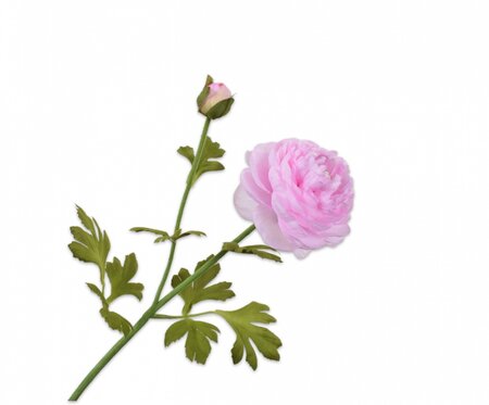 Ranonkelsteel l65cm roze