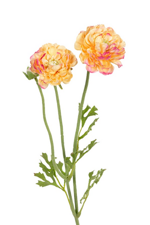 Ranonkelsteel x3 l53cm champagne