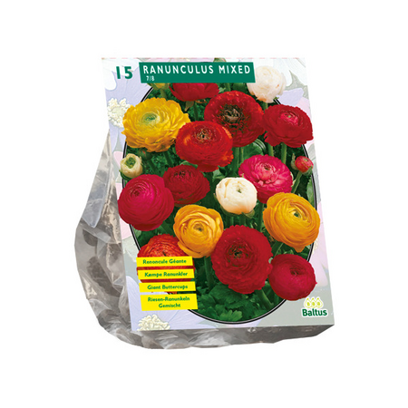 Ranunculus mix 15st - afbeelding 1