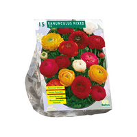 Ranunculus mix 15st - afbeelding 1