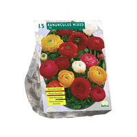 Ranunculus mix 15st - afbeelding 2