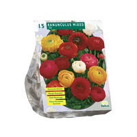Ranunculus mix 15st - afbeelding 3