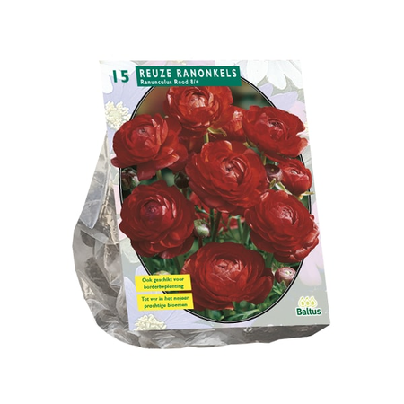 Ranunculus rood 15st