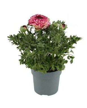 Ranunculus  'Sprinkles'