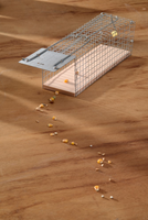 Rattenkooi draadmodel - afbeelding 3