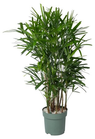 Rhapis Excelsa