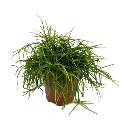 Rhipsalis cashero.pot 12cm
