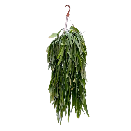 Rhipsalis ramulosa pot 21 cm
