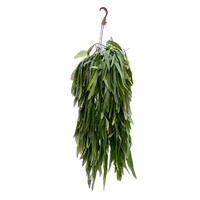 Rhipsalis ramulosa pot 21 cm