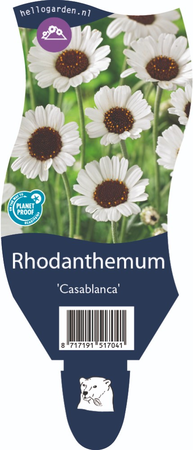 Rhodanthemum Casablanca P11