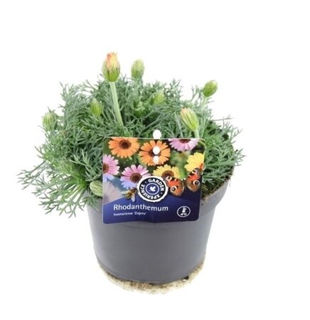 Rhodanthemum hosmariense 'Zagora' Pot 13cm.