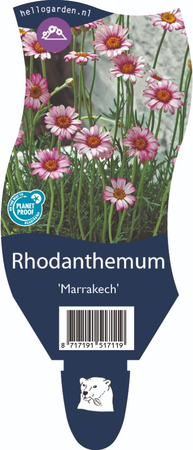 Rhodanthemum Marrakech P11