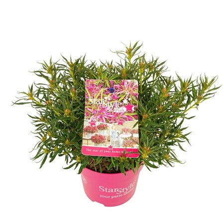 Rhododendron Azalea StarStyle® 'pink' (PBR)