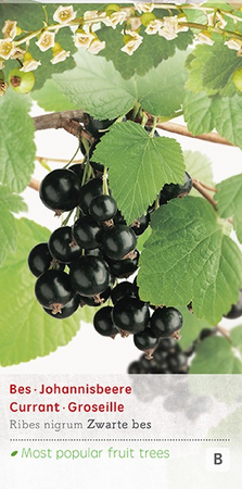 Ribes nig. 'Titania'