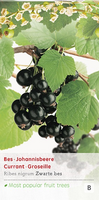 Ribes nig. 'Titania'