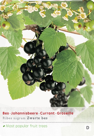 Ribes nigrum - afbeelding 1